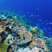 saltwater fish store orlando