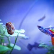 healthy pet products