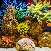 coral for reef tank